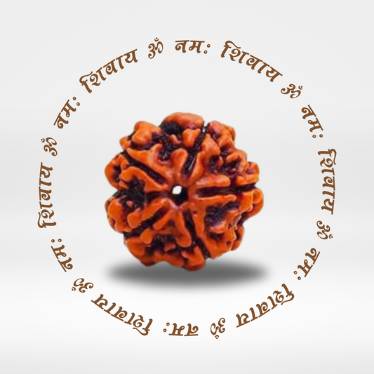 5 Mukhi Rudraksha (Original Nepali Bead)