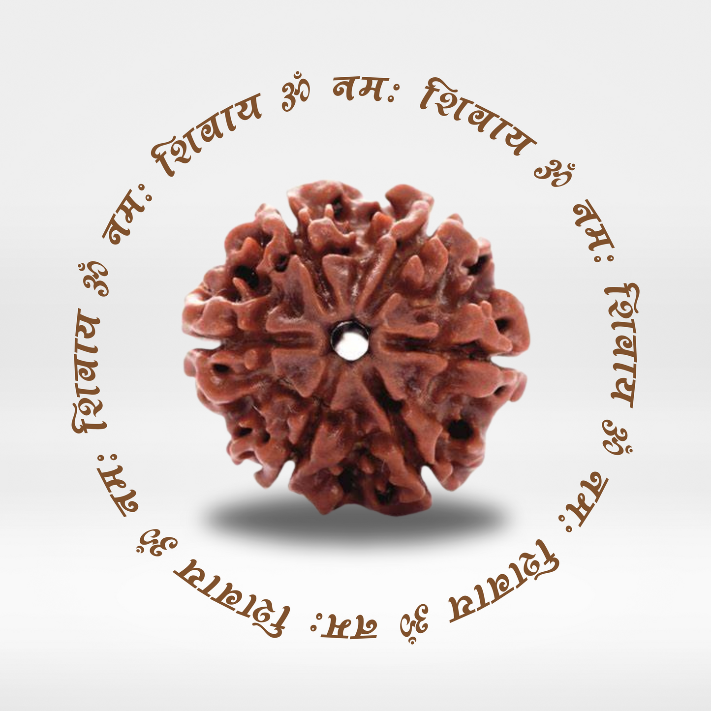 6 Mukhi Rudraksha (Original Nepali Bead)
