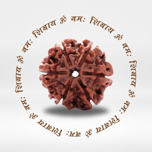 6 Mukhi Rudraksha (Original Nepali Bead)